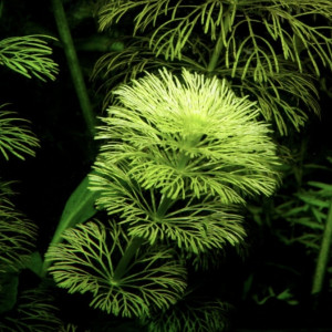 Plante aquarium LIMNOPHILA SESSILIFLORA