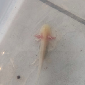 A vendre axolotl 10/15cm