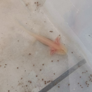 A vendre axolotl 10/15cm