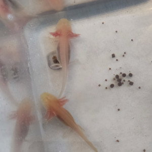 A vendre axolotl 10/15cm