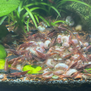 Crevettes, Neocaridina rouge