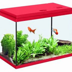 petit aquarium