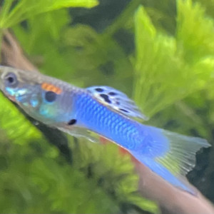 Guppy Endler Blue Japan