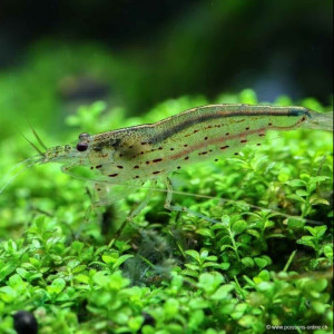 Crevettes Amano - Ajoutez une Touche d'Élégance à Votre Aquarium