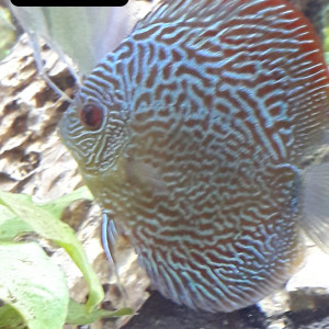 Discus turquoise bleue