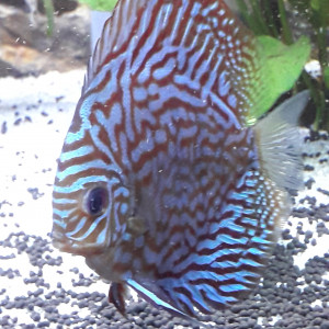 Discus turquoise bleue