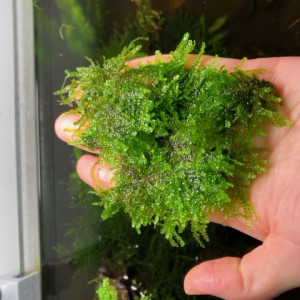 Weeping Moss (Vesicularia ferriei)