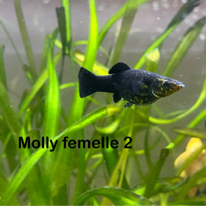 Molly 2 femelles / 1 mâle