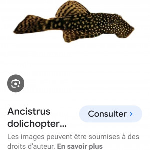 Donne poisson nettoyeur de fond contre bon soins