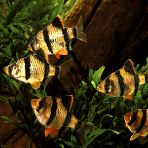 Barbus de Sumatra