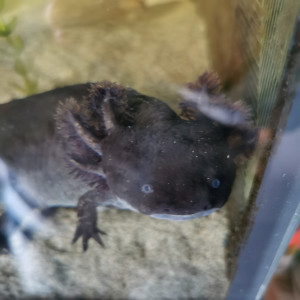 Axolotl adulte