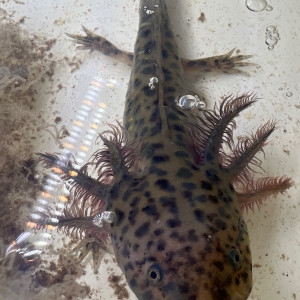 axolotl copper