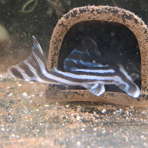 3 pleco zebra / L46 poissons
