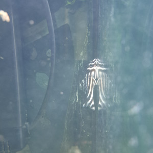 3 pleco zebra / L46 poissons
