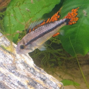 couple Apistogramma cacatuoides double red