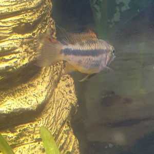 Male Apistogramma cacatuoides double red