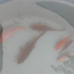 poissons rouge de bassin - lot de 9