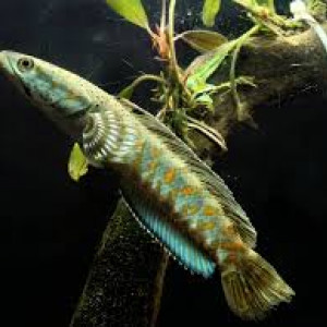 Channa Pulchra Bleu