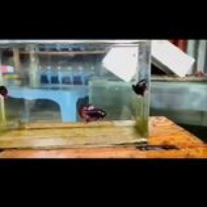 Betta Type Wild indonesien (alien, smaragdina, imbellis, splendens)