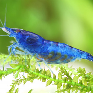 Néocaridina Blue Dream & Blue Velvet