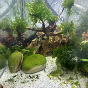 Monosolenium tenerum (Pellia)	 Ou mousse corail