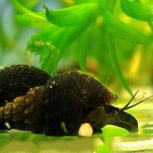 Escargots Granifera Tarebia blacks