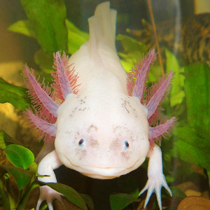 Je recherche un axolotl pour le prix entre  5€/45€ svp
