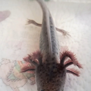 Axolotl