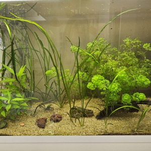 Aquarium Aquadisio 120 L 50 €