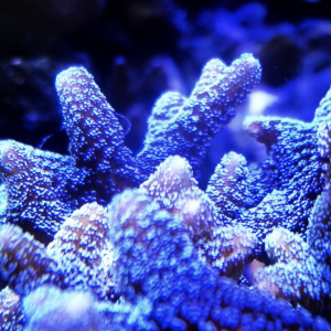 Vends coraux SPS calendrium