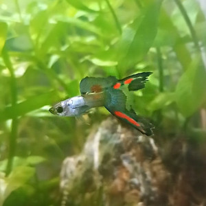 Guppy endler silverado black flame