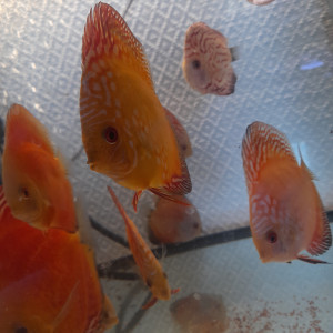 Discus élevé en France