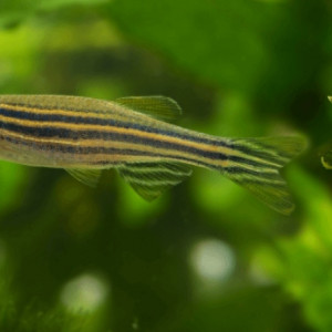 Danio rerio