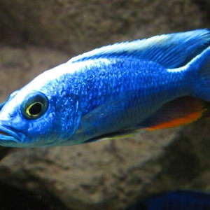 sciaenochromis fryeri likoma