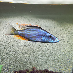 Cichlide Dimidiochromis compressiceps