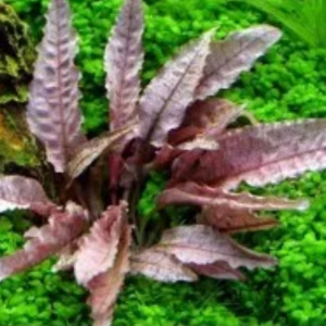 Plantes aquarium/ cryptocoryne verte becketti et marron
