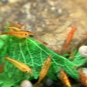 NEOCARIDINA ORANGE