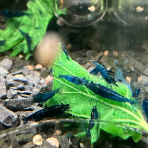 Néocaridina Blue Dream