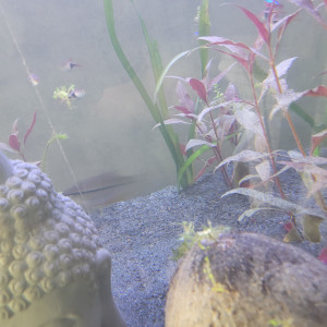 A vendre couple Gouramis