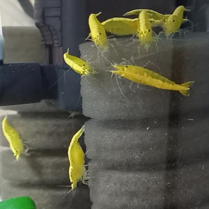 crevettes yellows néons