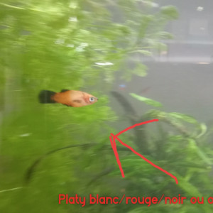 bébés platy