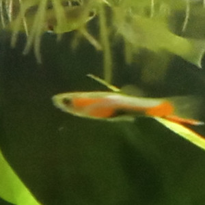 jeunes guppys
