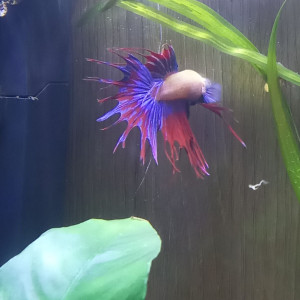 Betta splendens crowntail