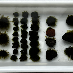 Plusieurs mousses disponibles Fissidens Fontanus Phœnix Moss/Fox Moss/Miroshaki Moss/Fissidens Mini Taiwan Moss/Splachnobryoides/Houougoke