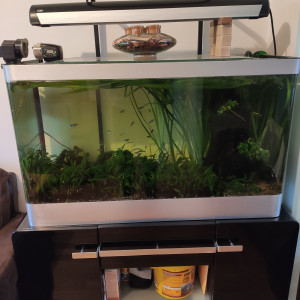 Aquarium 300L végétal avec poisson + meuble + accessoires