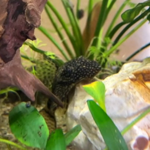 3 poissons pleco