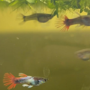 GUPPY CROWNTAIL ( RARE)