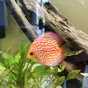 Poissons eau douce discus