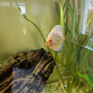 Poissons eau douce discus