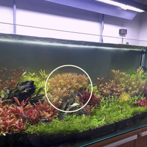 Plant aquarium Rotala h’ra